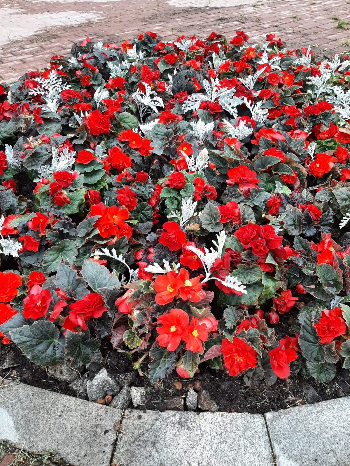 Бегония клубневая с цинерарией 